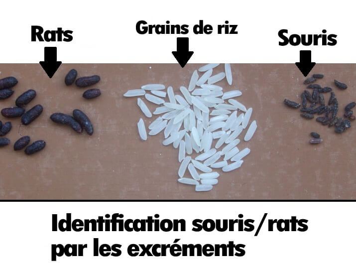Identification du type de nuisibles par les excréments (souris ou rats)