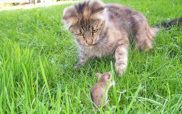 Efficacit d'un chat contre les rongeurs