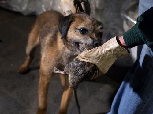 Un chien est-il efficace contre des rongeurs?