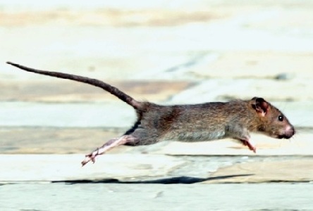 Hermie  Lutte contre les rats et les souris