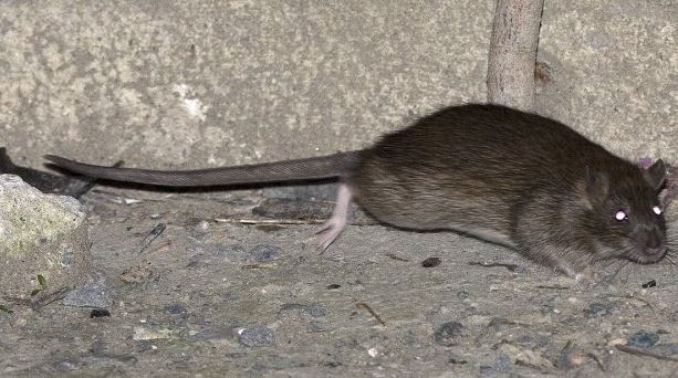 Faut-il radiquer compltement les rats?