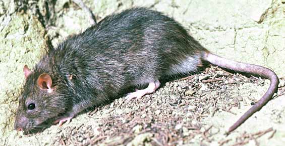 Tout savoir sur le rat