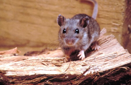 Tout savoir sur les souris