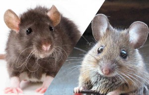 Rat ou Souris? Comment faire la diffrence?