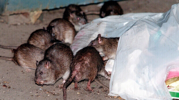 Nombreux risques invasion rongeurs