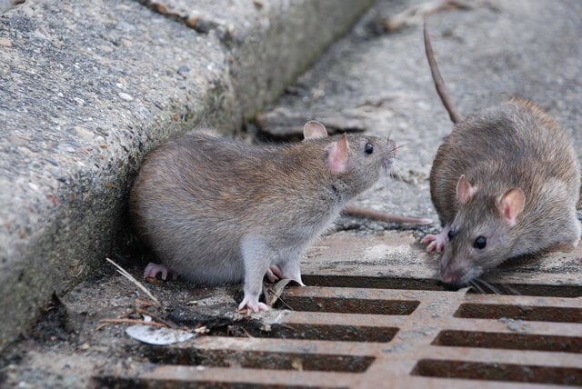 Photos de rongeurs et nuisibles - Identification et dégâts