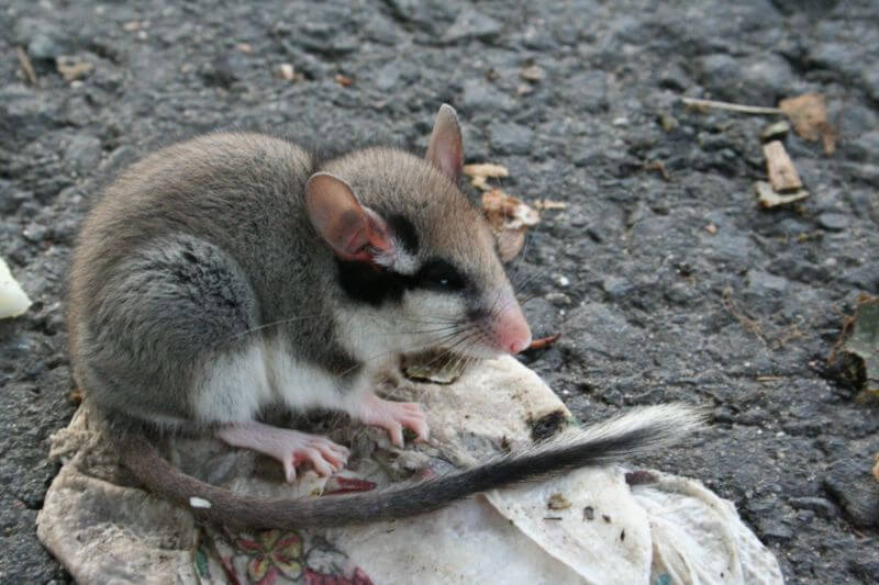 Anti Rat Anti Loir Anti Lérot Boîtes Appâts lot de 10