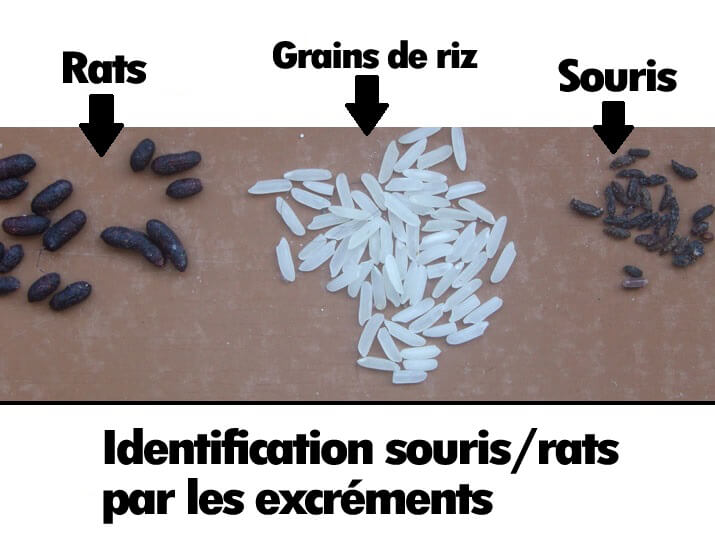 Photos de rongeurs et nuisibles - Identification et dégâts