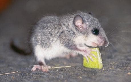 Gros Loir Dans La Nature Avec Le Piège Photo stock - Image du trappe, loir:  204893338